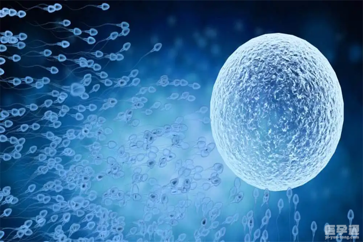 借卵试管代怀的成功率【借卵试管代怀成功率分析及提高措施】