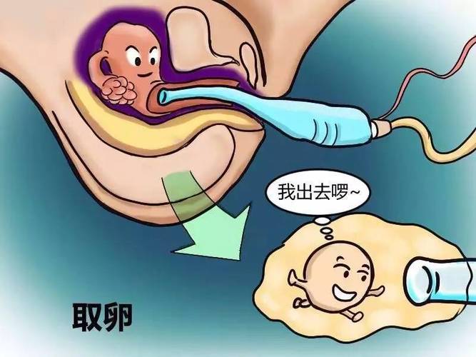 借卵试管代怀方式有哪些_借卵试管代怀：方式解析
